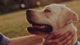 FeaturedImage-EBS – OCC Integration for a US-based Pet Industry leader